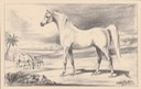 PC_A Bullen-Horse01-Arab