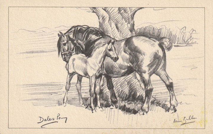 PC_A Bullen-Pony01-Dales