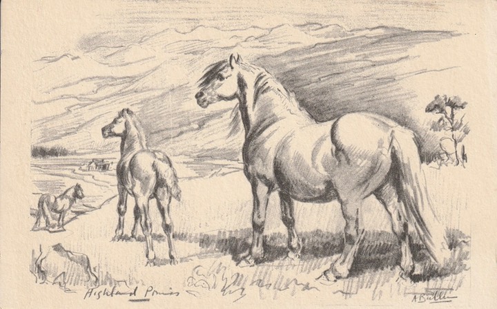 PC_A Bullen-Pony05-Highland