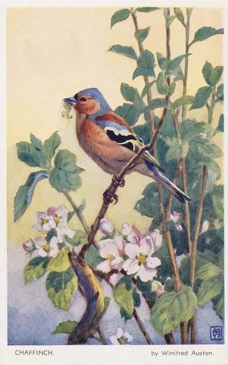 PC_WA-Birds1883