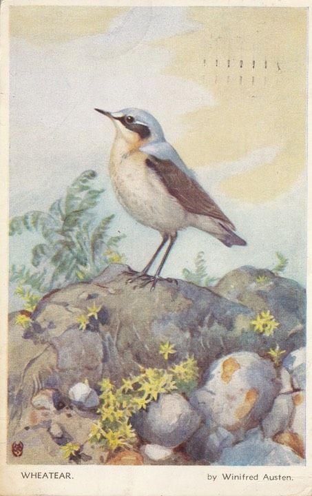 PC_WA-Birds1885
